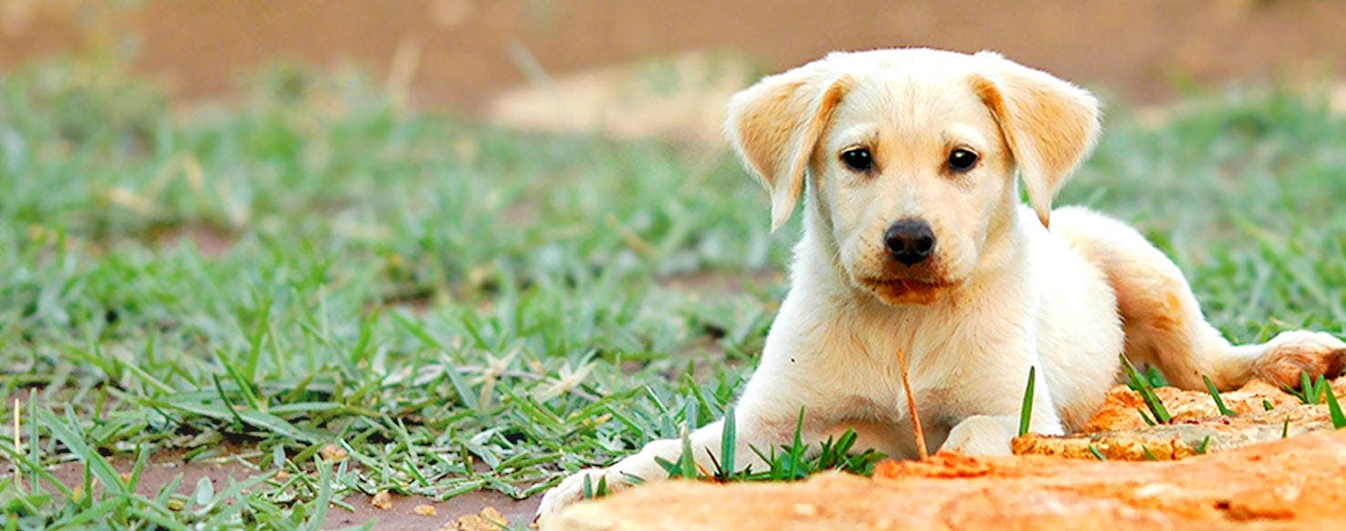 Dog Names Ending In Long E Sound Popular Male And Female Names Wag 